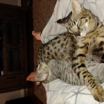 Simba, Savannah, F-3C, Silver Male DOB 4-3-18