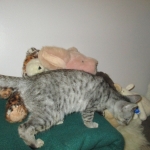 Simba, Savannah, F-3C, Silver Male DOB 4-3-18