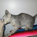 Simba, Savannah, F-3C, Silver Male DOB 4-3-18