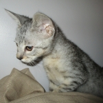 Simba, Savannah, F-3C, Silver Male DOB 4-3-18