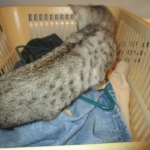 Simba, Savannah, F-3C, Silver Male DOB 4-3-18