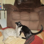 Simba, Savannah, F-3C, Silver Male DOB 4-3-18