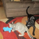 Simba, Savannah, F-3C, Silver Male DOB 4-3-18