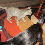 Simba, Savannah, F-3C, Silver Male DOB 4-3-18