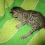 Simba, Savannah, F-3C, Silver Male DOB 4-3-18