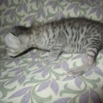 Simba, Savannah, F-3C, Silver Male DOB 4-3-18