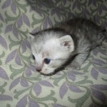 Simba, Savannah, F-3C, Silver Male DOB 4-3-18