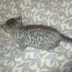 SavSimba, Savannah, F-3C, Silver Male DOB 4-3-18