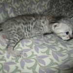 Simba, Savannah, F-3C, Silver Male DOB 4-3-18