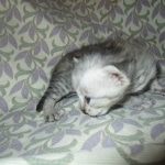 Simba, Savannah, F-3C, Silver Male DOB 4-3-18