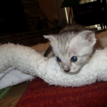 Simba, Savannah, F-3C, Silver Male DOB 4-3-18