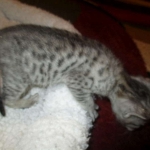 Simba, Savannah, F-3C, Silver Male DOB 4-3-18