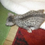 Simba, Savannah, F-3C, Silver Male DOB 4-3-18