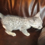 Simba, Savannah, F-3C, Silver Male DOB 4-3-18