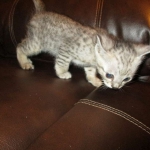 Simba, Savannah, F-3C, Silver Male DOB 4-3-18