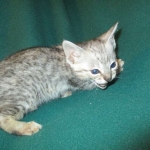 Simba, Savannah, F-3C, Silver Male DOB 4-3-18