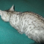 Simba, Savannah, F-3C, Silver Male DOB 4-3-18