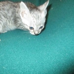 Simba, Savannah, F-3C, Silver Male DOB 4-3-18