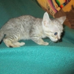 Simba, Savannah, F-3C, Silver Male DOB 4-3-18