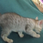 Simba, Savannah, F-3C, Silver Male DOB 4-3-18