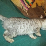 Simba, Savannah, F-3C, Silver Male DOB 4-3-18