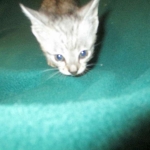 Simba, Savannah, F-3C, Silver Male DOB 4-3-18