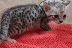 Savannah F-3C Silver Female DOB 5/24/25