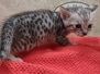Savannah F-3C Silver Female DOB 5/24/25