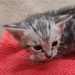 Savannah-Kitten-Silver-1