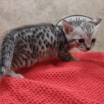 Savannah-Kitten-Silver-2