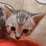Savannah-Kitten-Silver-3