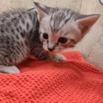 Savannah-Kitten-Silver-4