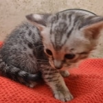 Savannah-Kitten-Silver-5