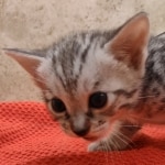 Savannah-Kitten-Silver-6