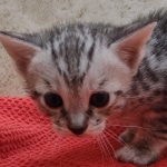 Savannah-Kitten-Silver-7
