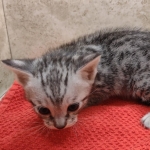 Savannah-Kitten-Silver