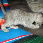 Savannah, F-3C, female, silver w/tarnish, DOB 6-11-18