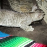 Savannah, F-3C, female, silver w/tarnish, DOB 6-11-18