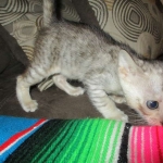 Savannah, F-3C, female, silver w/tarnish, DOB 6-11-18