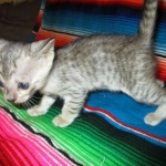 Savannah, F-3C, female, silver w/tarnish, DOB 6-11-18