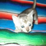 Savannah, F-3C, female, silver w/tarnish, DOB 6-11-18