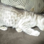 Savannah, F-3C, female, silver w/tarnish, DOB 6-11-18