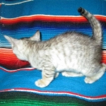 Savannah, F-3C, female, silver w/tarnish, DOB 6-11-18