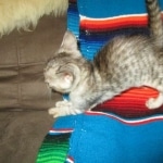 Savannah, F-3C, female, silver w/tarnish, DOB 6-11-18