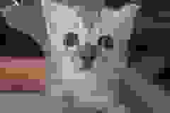 Savannah F-3C Silver fluffy coat Female DOB 9/15/18