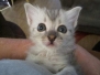 Savannah F-3C Silver fluffy coat Female DOB 9/15/18
