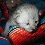 Savannah, F-3C Silver female DOB 9-15-18 fluffy