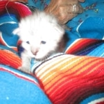 Savannah, F-3C Silver female DOB 9-15-18 fluffy