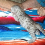 Savannah, F-3C Silver female DOB 9-15-18 fluffy