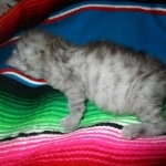 Savannah, F-3C Silver female DOB 9-15-18 fluffy